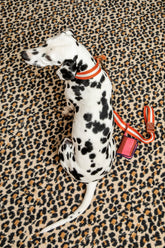 Collare per Cane Ruggine Large X Lisa Corti - Accessori per Animali Personalizzati | My Style Bags