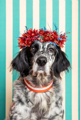 Collare per Cane Ruggine Large X Lisa Corti - Accessori per Animali Personalizzati | My Style Bags