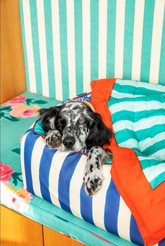 Cuccia per Cani Medium Blu X Lisa Corti - Accessori per Animali Personalizzati | My Style Bags