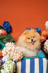 Cuccia per Cani Small Blu X Lisa Corti - Accessori per Animali Personalizzati | My Style Bags