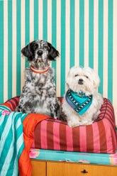 Cuccia per Cani Large Ruggine X Lisa Corti - Cucce Personalizzate | My Style Bags